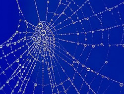 Photography Tip - Photographing Spider Webs image 