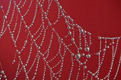 Photography Tip - Photographing Spider Webs image 