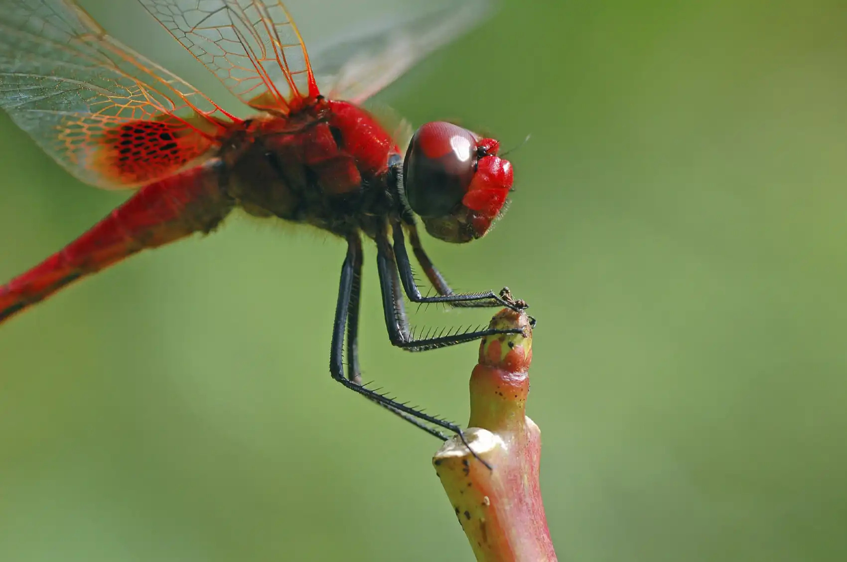 This Just Made Macro Photography Easier