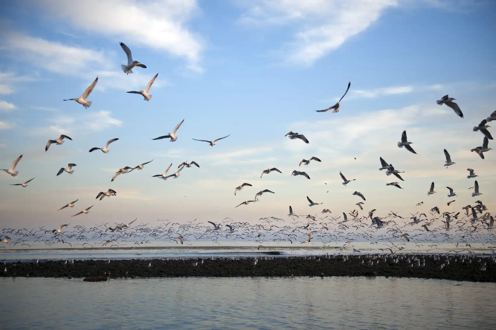 How to Photograph Flocks of Birds