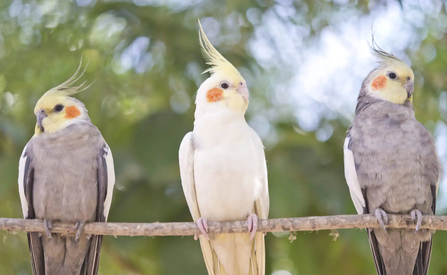 Four Critical Bird Photography Mistakes to Avoid