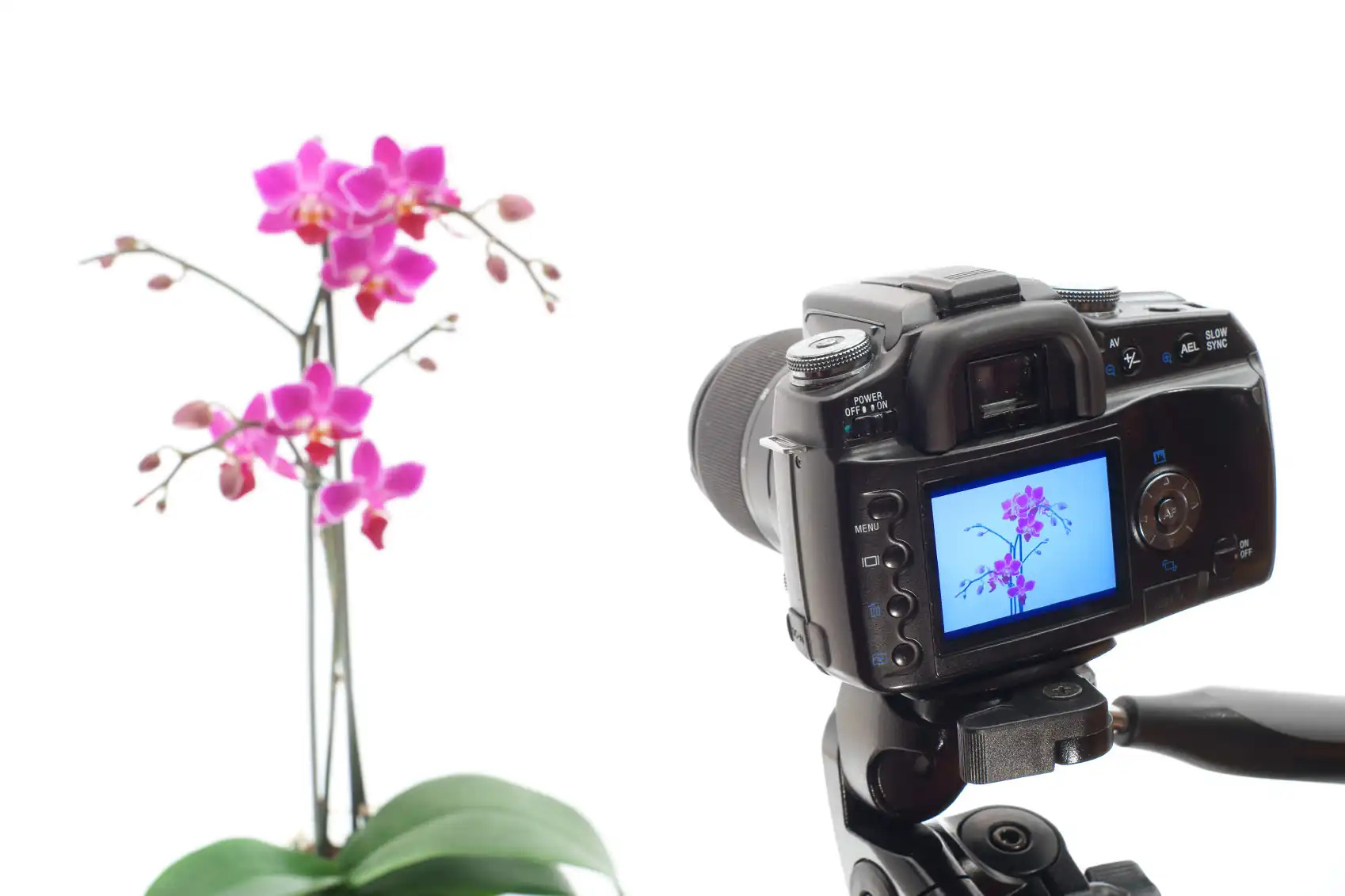 photographing an orchid