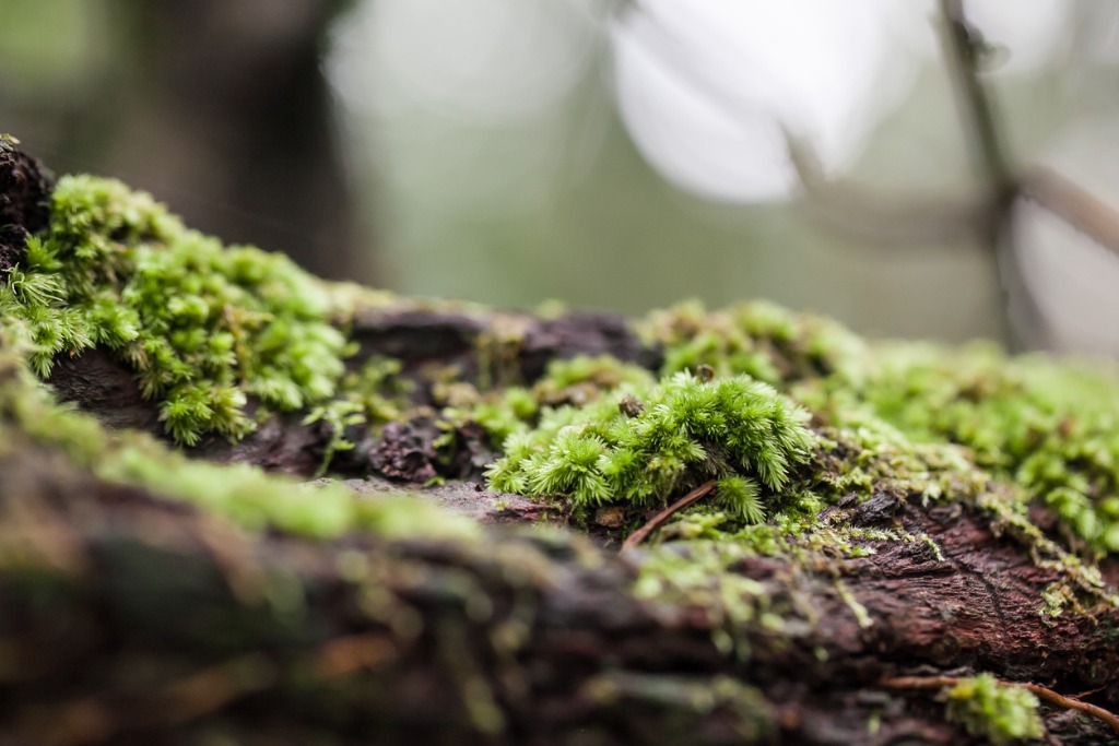 mossy tree trunk in the forest selective focus picture id629778758 image 
