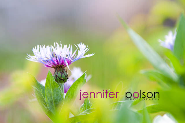 Jennifer Polson