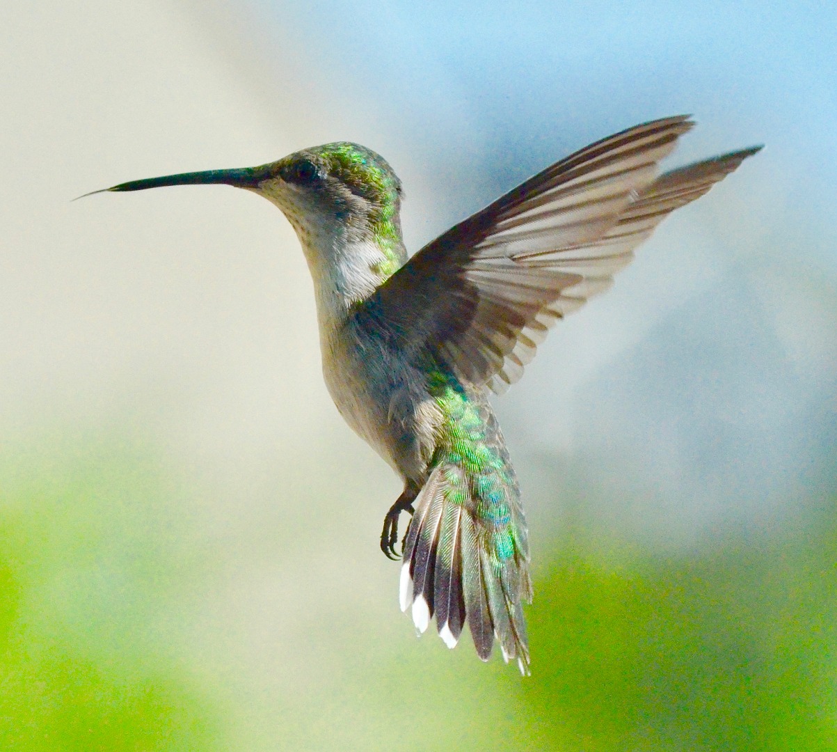 Hummingbirds from NC Photography Forum