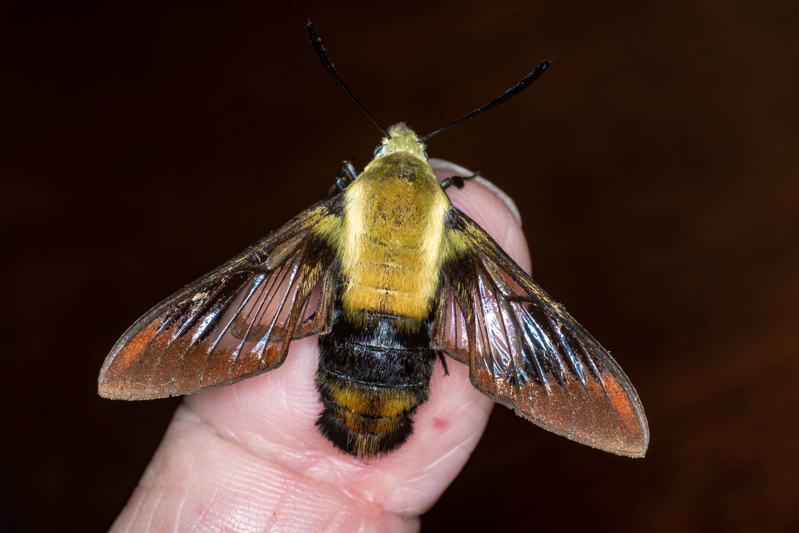 Photographer Captures Incredible Images of Hummingbird Hawk-Moth