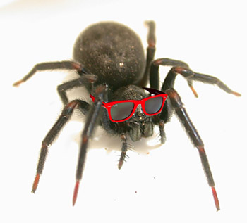 spider ray ban