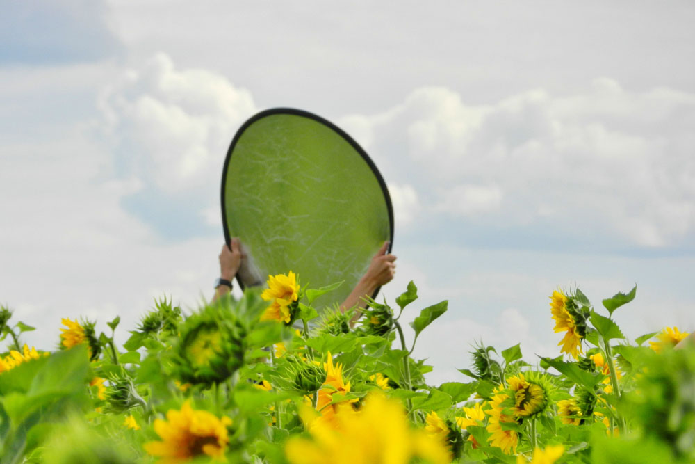 person holding reflector in field of sunflowers