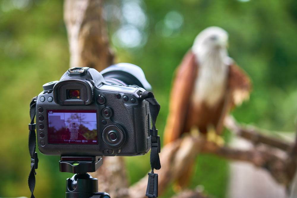 Bird Photographer takes injured Brahminy kite, Red-backed sea-eagle (this bird Scientific name : Haliastur indus ) picture by dslr camera on sunny day in Trad of Thailand