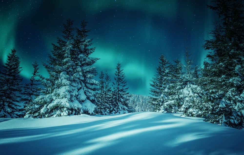 Snowy pine trees in winter landscape with Aurora borealis