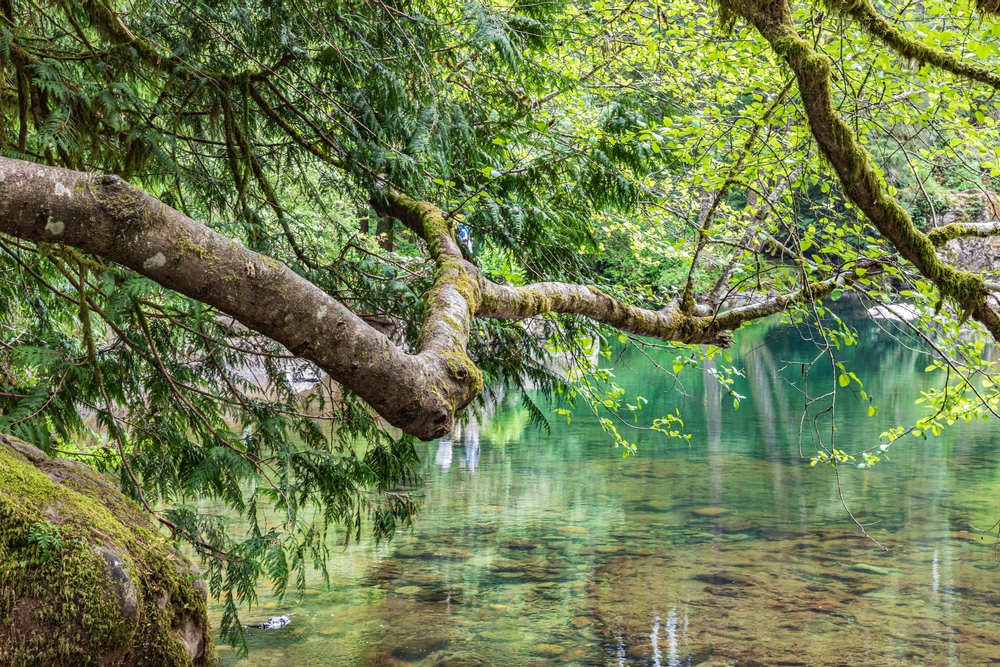 Tree Branch over water in Moulton Falls Regional Park Yacolt, Washington