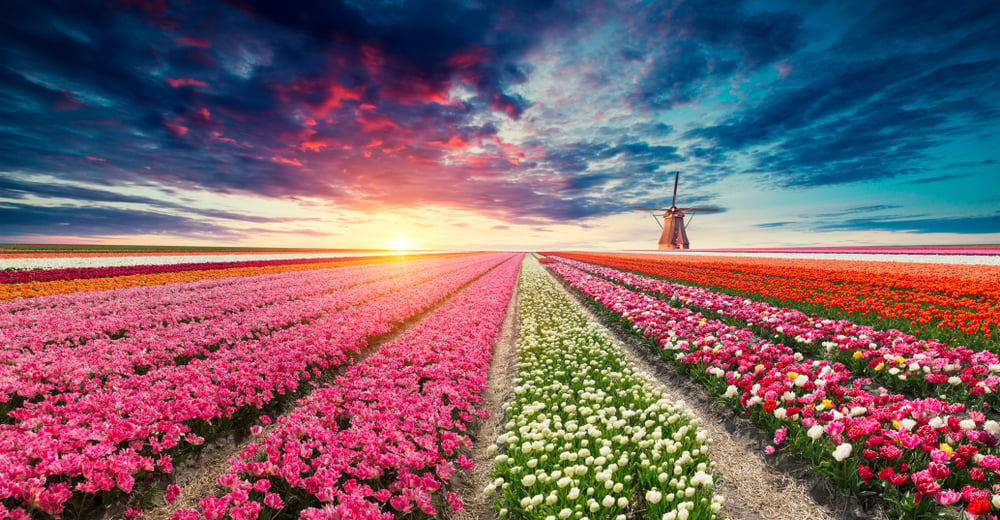 Tulips Farm with Windmill