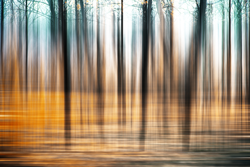 abstract forest in motion blur