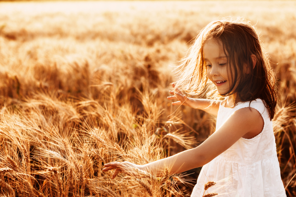 little girl dressed in white dress touching wheat at golden hour