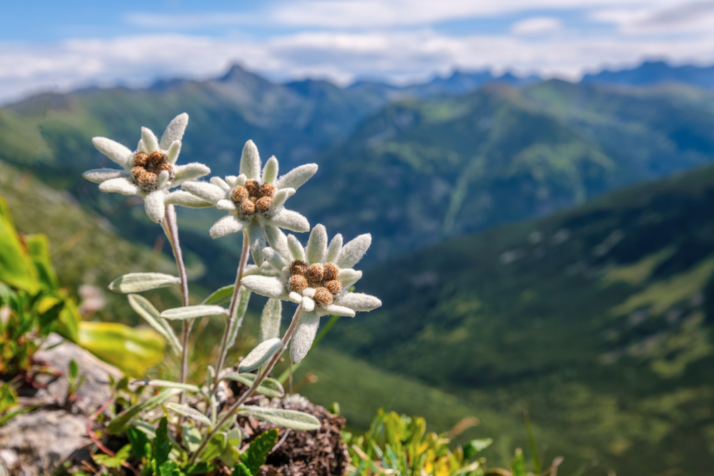 Very rare edelweiss mountain flower