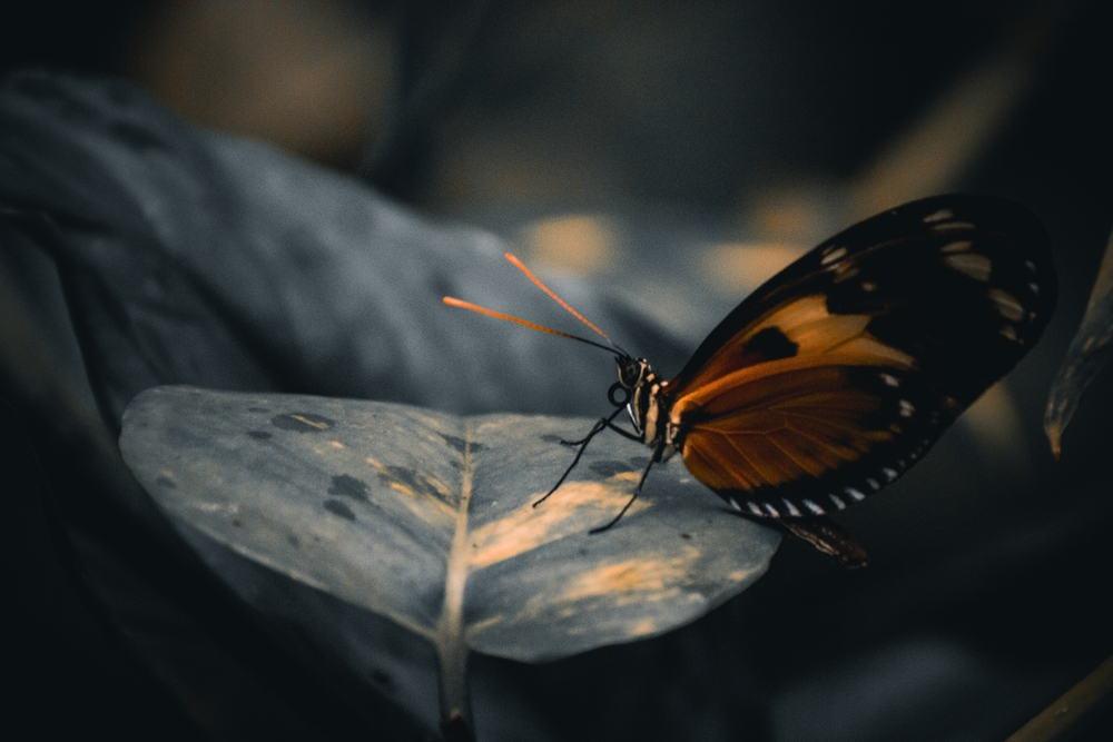 Butterfly on a big leaf