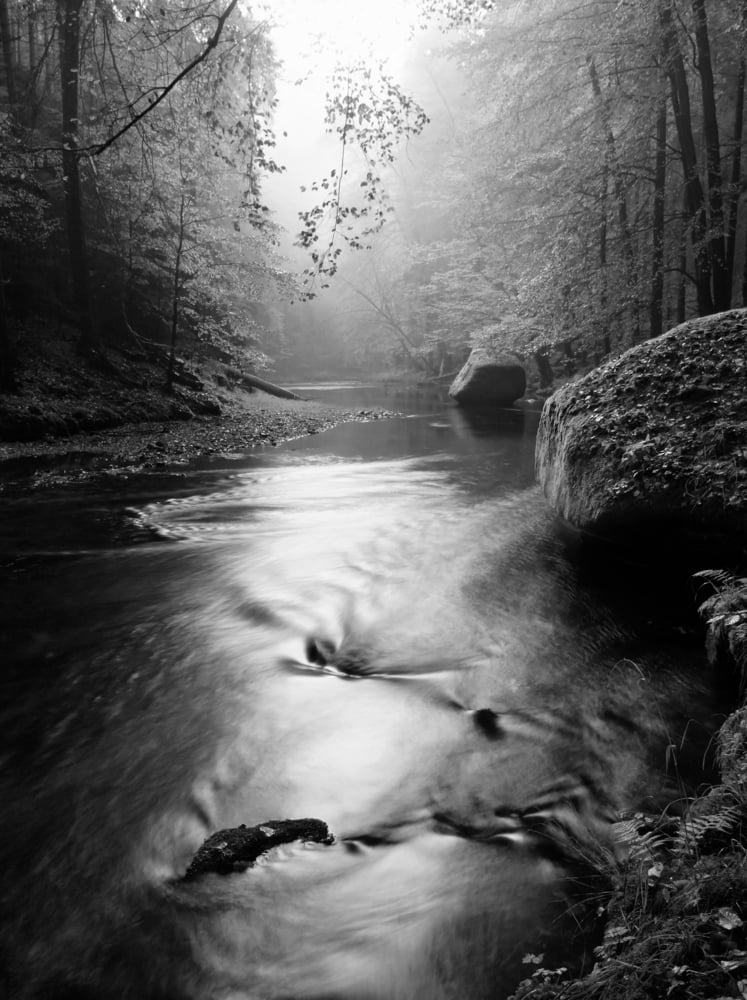 Forest on bank of autumn mountain river covered by beech leaves. Bended branches above water. Black and white photo.