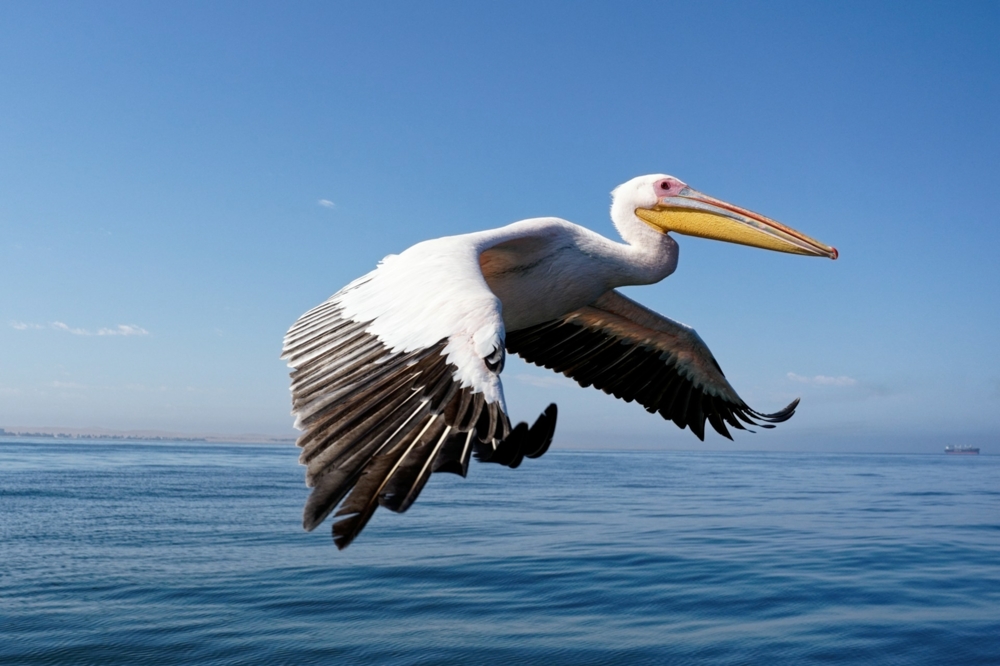 Pelican Flying