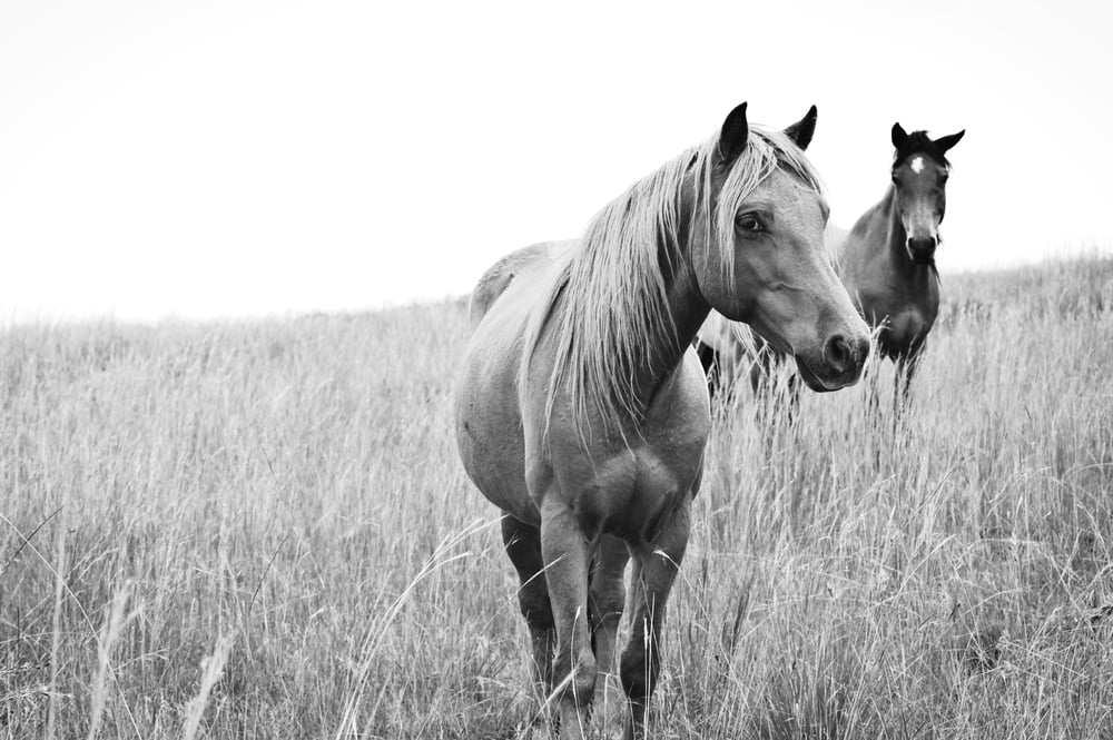 Two horses BW