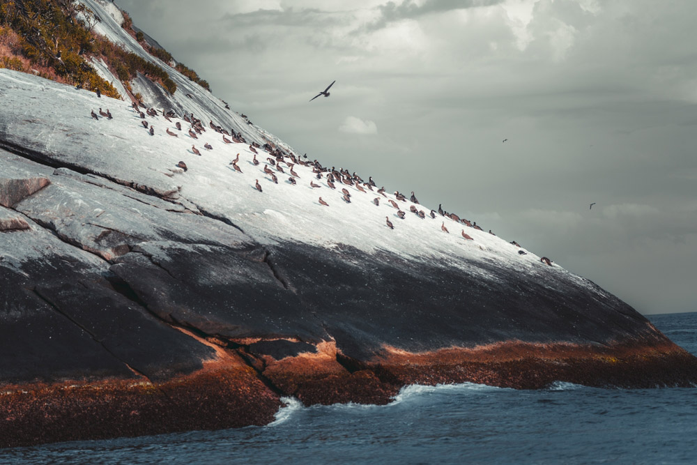 icy landscape with birds landscape photography ideas