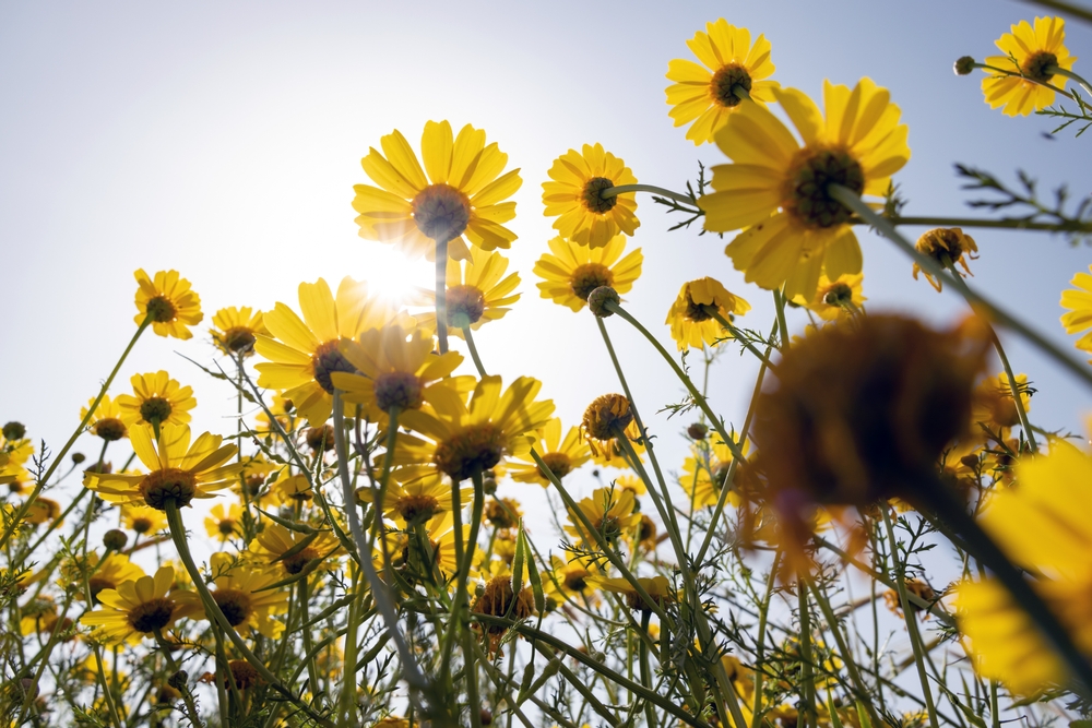 low angle view of yellow daisies under a bright spring sunlight